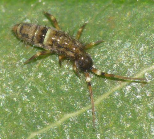 Réf. 320 352 : Orchesella cincta